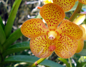 Myanmar Flora &amp; Fauna