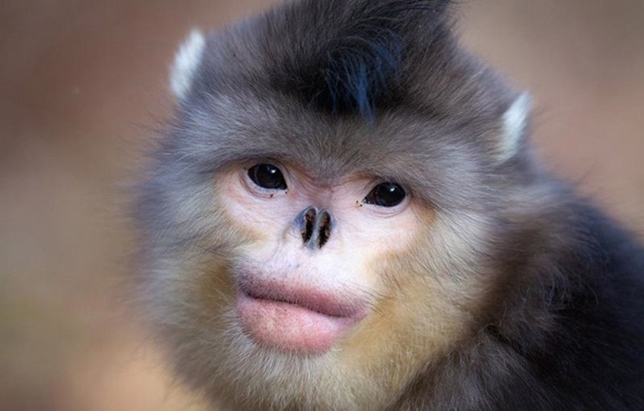 Myanmar snub-nosed monkey