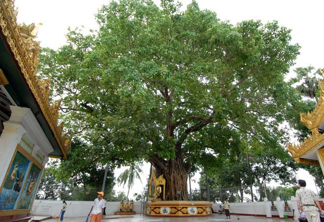 shwedagon9.jpg