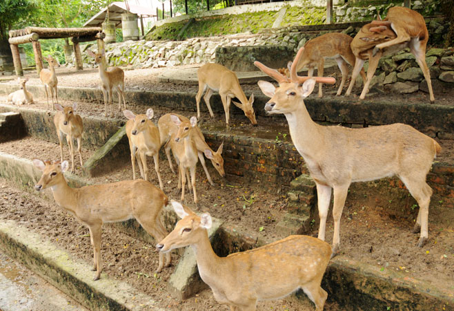 yangon-zoo1